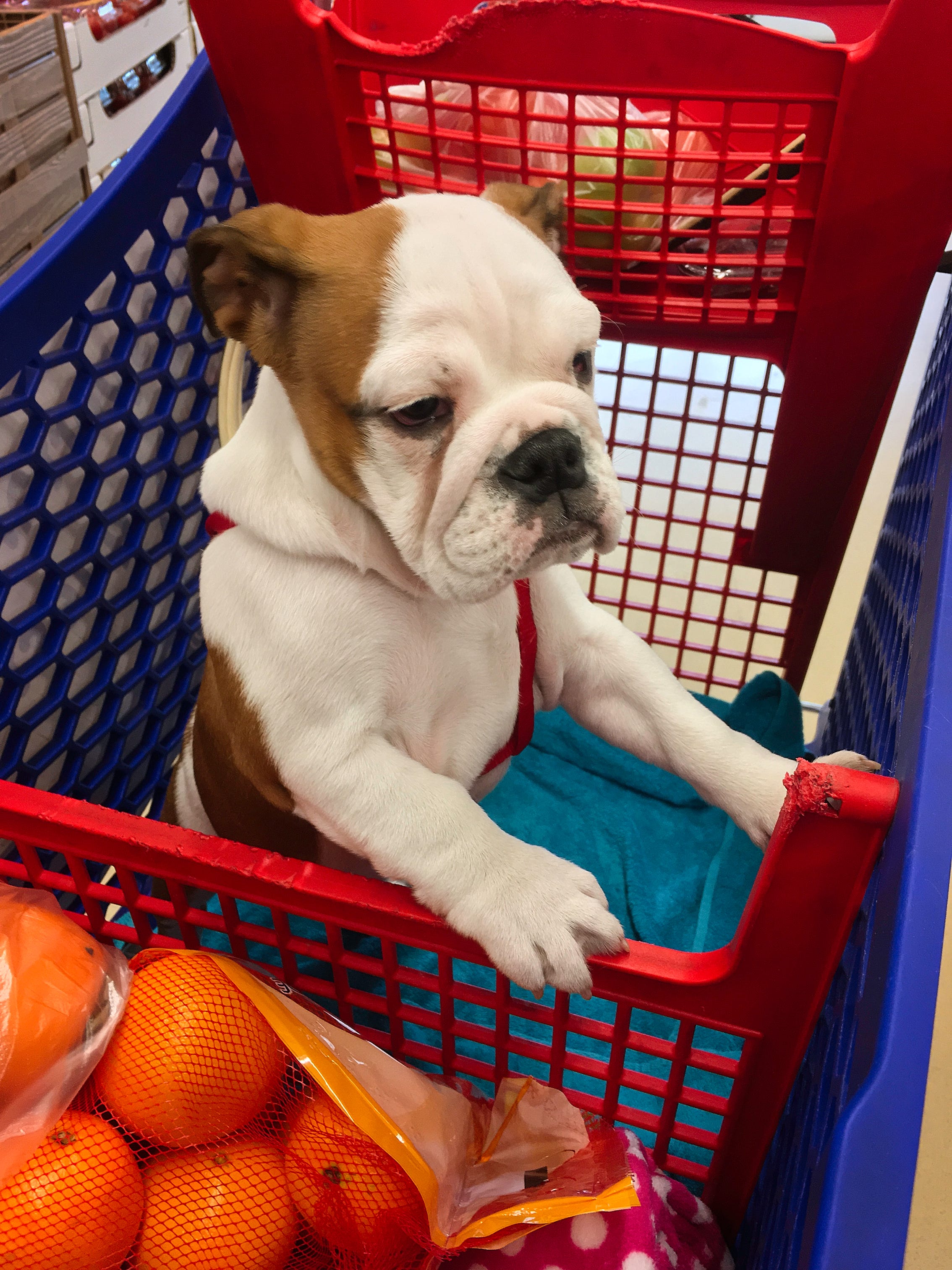 dogs in grocery carts